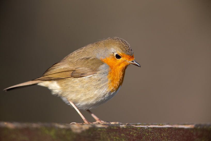 Rotkehlchen (Erithacus rubecula) von Dirk Rüter