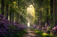 Path through the flowering rhododendrons by Edwin Mooijaart thumbnail