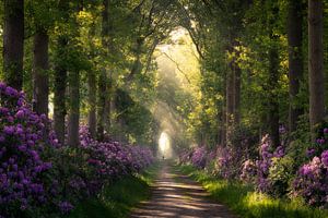 Path through the flowering rhododendrons by Edwin Mooijaart