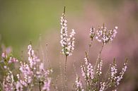 Bloeiende paarse heide bloemen op de veluwe. van Karijn | Fine art Natuur en Reis Fotografie thumbnail