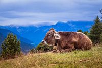 Ruhende Kuh auf einer Alpweide mit Bergpanorama