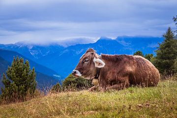Vache au repos dans un alpage avec panorama sur les montagnes sur Martijn van den Hil