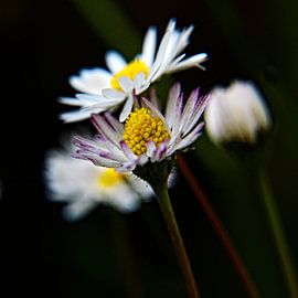 Madelief by Harrie van der Meer