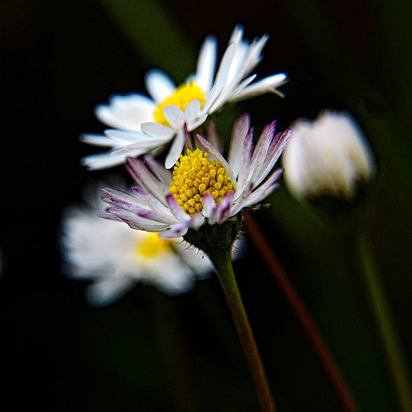 Madelief by Harrie van der Meer