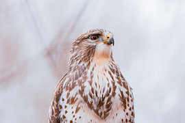 Greifvogel in heller Weite von Niwo Photography