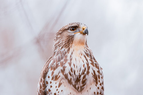 Bird of Prey in Open Light