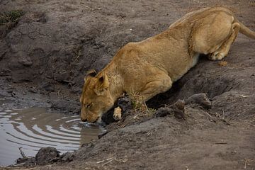 Leeuw drinkt in het  Krugerpark / Manyeleti in Zuid-Afrika. van Morena 68