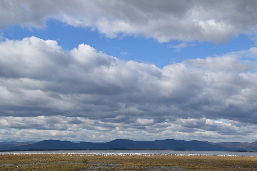 Snow geese on the river in spring by Claude Laprise