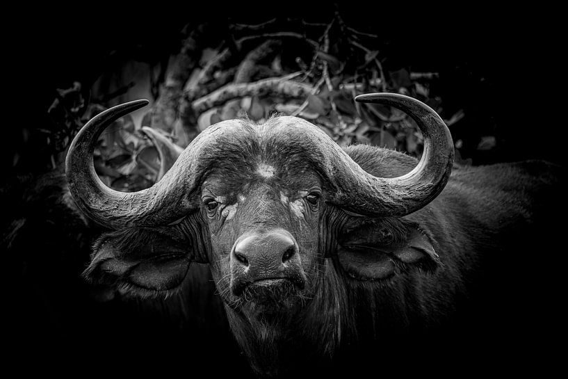 the buffalo by Michel de Ruijter