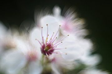 Blüte mit weichem Bokeh von Anne Ponsen