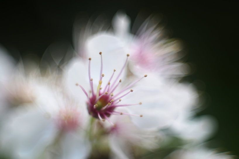Bloesem met zachte bokeh van Anne Ponsen