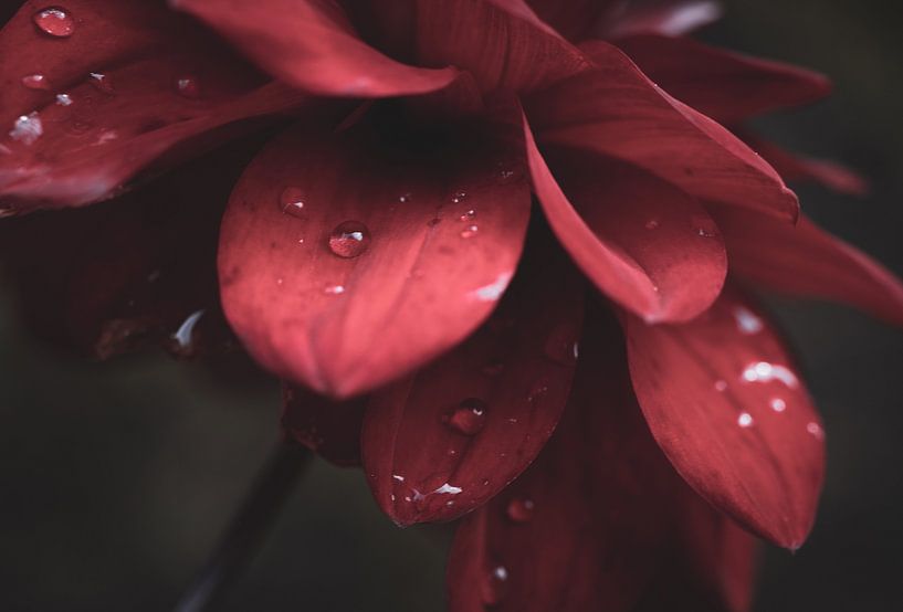 Rote Blume von Crystal Clear