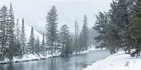 Winterse rivier door Yellowstone van Sjaak den Breeje thumbnail