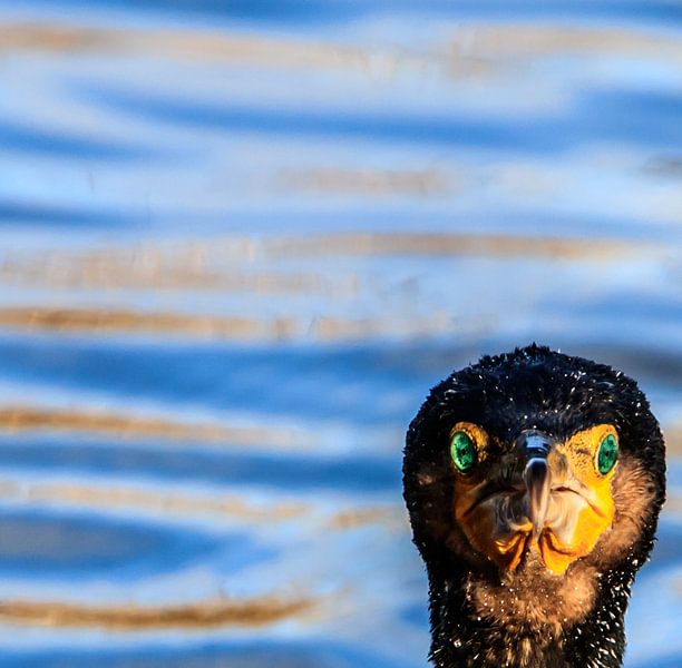 Hello by Clive Lynes