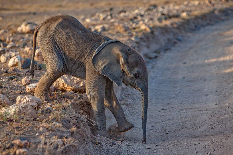Elephantsbaby by Peter Michel