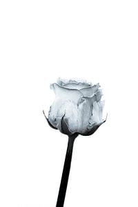 Weiße Rose von Foto Studio Labie