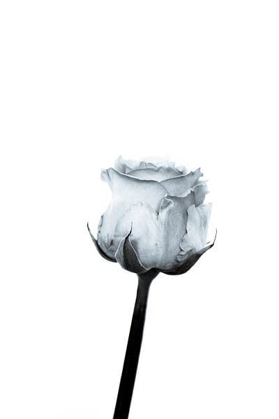 White Rose by Foto Studio Labie