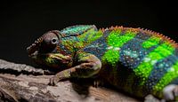 Colourful Reptiles - 2