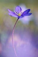 Liverwort