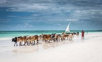 Massai-Rinder am Strand von Sansibar