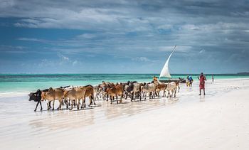 Massai-Rinder am Strand von Sansibar