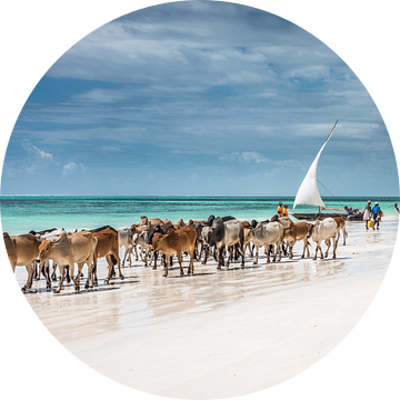 Masai-vee op het strand van Zanzibar, Jeffrey C. Sink van 1x