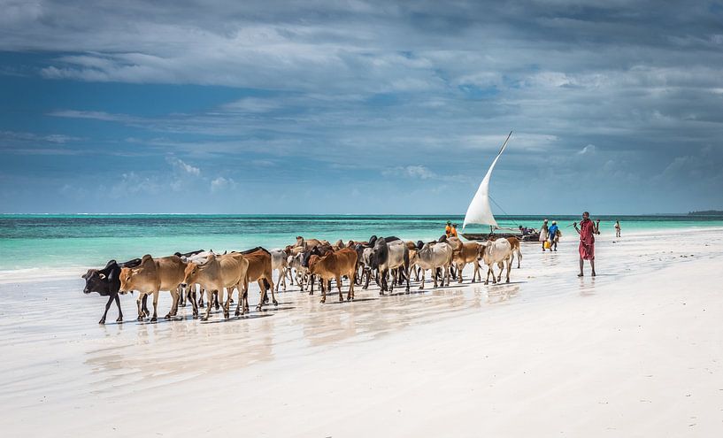 Masai-vee op het strand van Zanzibar, Jeffrey C. Sink van 1x