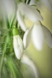 Flocons de neige sur Elly van Veen