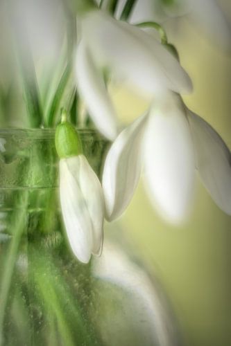 Flocons de neige