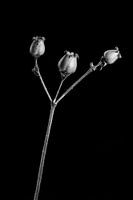 Botanical portrait