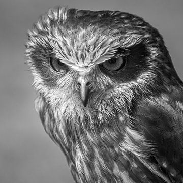 Strictly owl, black and white by Heino Minnema