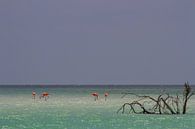 Flamingo's by Jeroen Meeuwsen thumbnail
