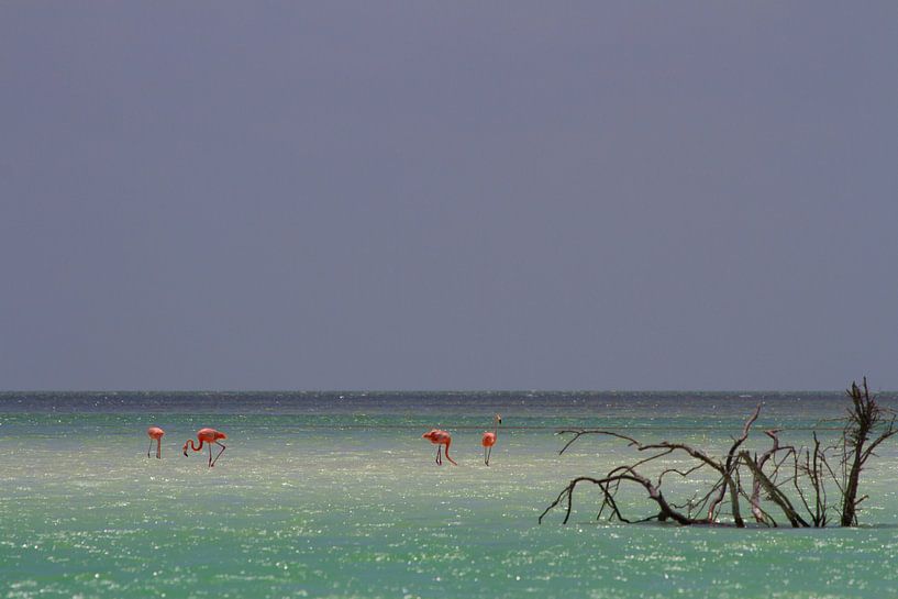 Flamingo's van Jeroen Meeuwsen