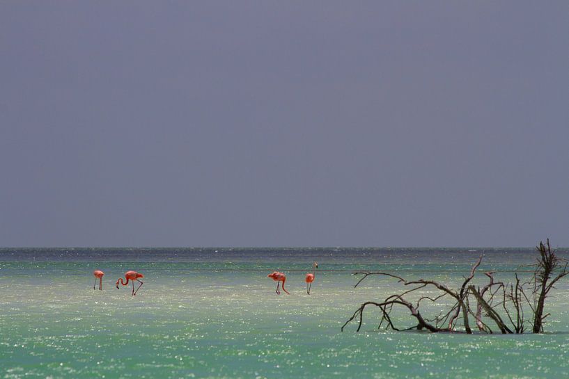 Flamingo's by Jeroen Meeuwsen
