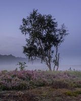 Baum auf der Heide