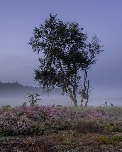 Un arbre sur la lande sur Manja van der Heijden