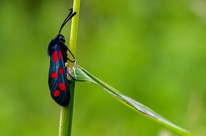 Papillon de St John