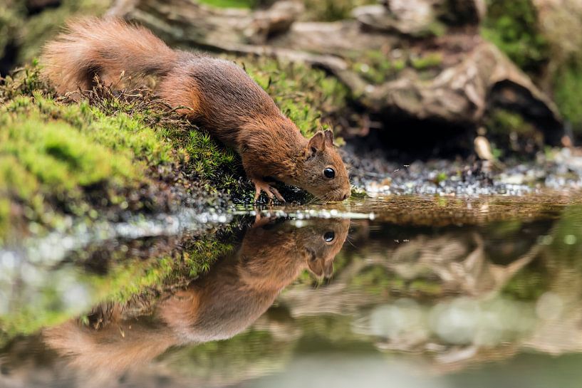 Drinking squirrel by Fronika Westenbroek