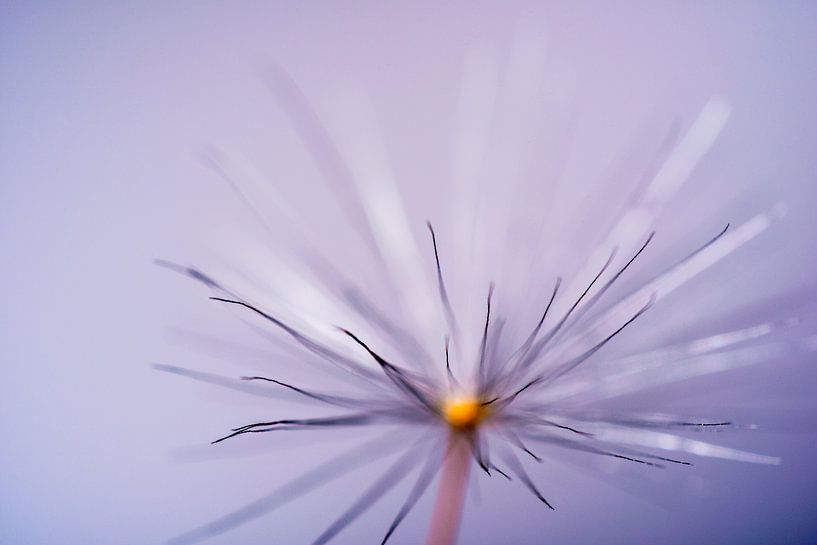 Seed from the common Dandelion par Gerry van Roosmalen