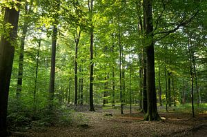 Forêt de hêtres à Emmen