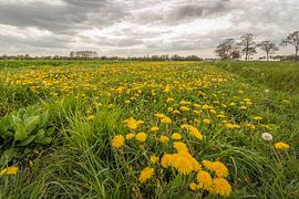 Löwenzahn am Rande eines Feldes von Ruud Morijn