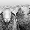 Flock of sheep black and white by Michael Valjak