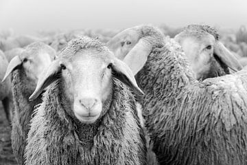 Flock of sheep black and white by Michael Valjak