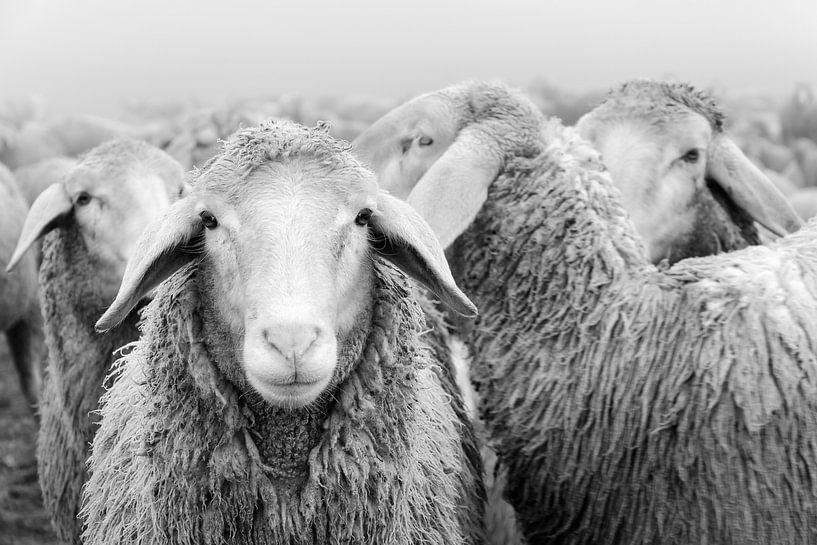 Onderbreking De lucht Harde ring Kudde schapen zwart en wit van Michael Valjak op canvas, behang en meer