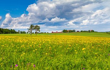 Lente in Zweden van Hamperium Photography