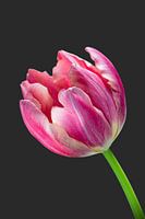 Deze tulp is stoer!