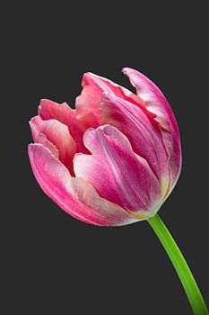 Pink Tulip