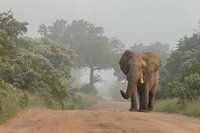 Elefant im Nebel