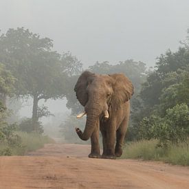 Elephant in the fog by Marijke Arends-Meiring