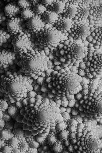 Fractoli (Romanesco) zwartwit